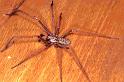 Tegenaria_parietina_P1147_Z_80_Les Gris_Frankrijk